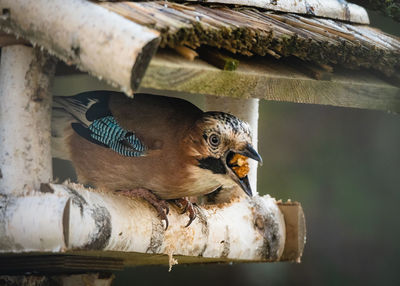 Close-up of bird perching on wood