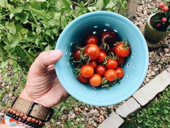High angle view of hand holding fruits