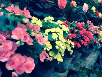 Close-up of multi colored flowers blooming outdoors