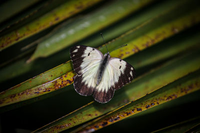 Close-up of butterfly on plant