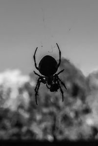Close-up of spider on web