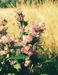 Close-up of flowers against blurred background