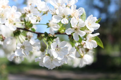 Close-up of white flowers on an apple tree in spring 