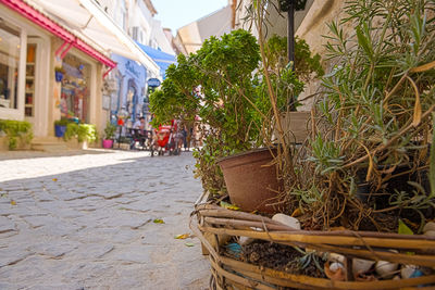 Potted plants on footpath by street against buildings