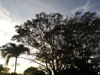 Low angle view of silhouette trees against sky