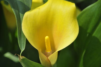 Macro shot of yellow tulip