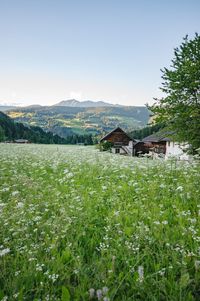 Scenic view of agricultural field by houses against sky
