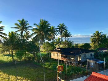 Palm trees by house against blue sky