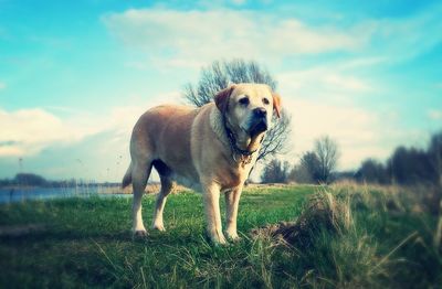 Sheep grazing on grassy field