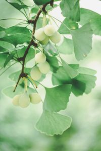 Fruits growing on plant