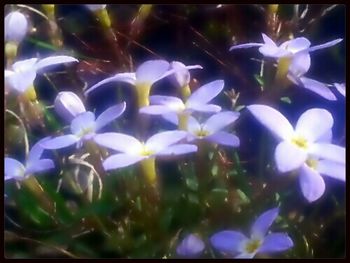 Close-up of flowers blooming in garden