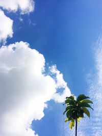 Low angle view of palm tree against blue sky