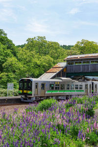 Lupin and local train at the kozawa station