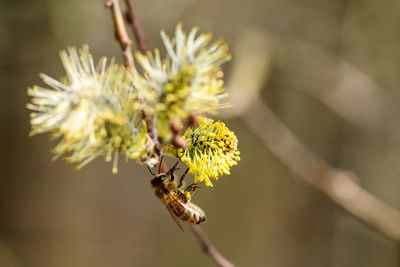 Close-up of bee pollinating on flower