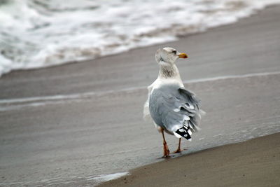 Close-up of seagull perching on sand at beach