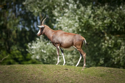 Deer standing in a forest