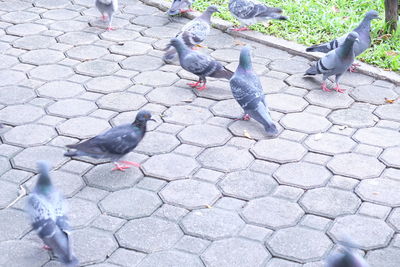 High angle view of birds in water