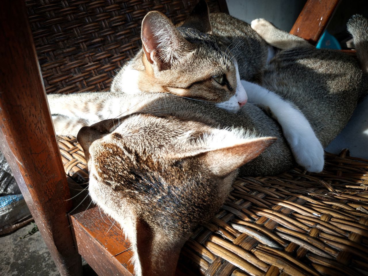 HIGH ANGLE VIEW OF A CAT RESTING