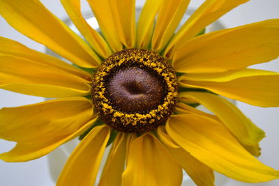 Close-up of sunflower