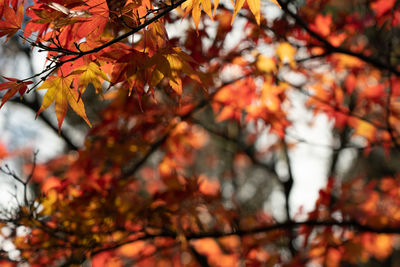 Low angle view of maple leaves on tree