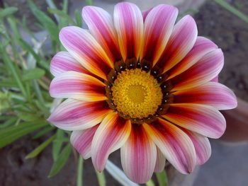 Close-up of pink flower