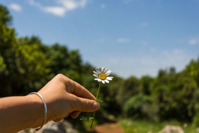 Close-up of hand holding flower against sky