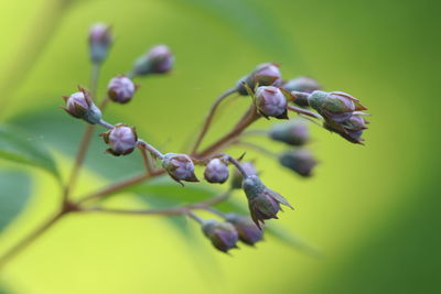 Close-up of purple flowering plant