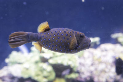 Close-up of fish swimming in sea