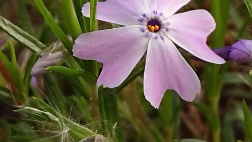 Close-up of wet purple flowering plants