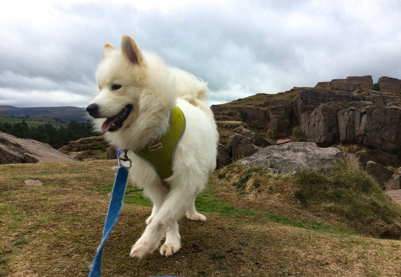 one animal, domestic, pets, domestic animals, mammal, animal themes, dog, canine, cloud - sky, animal, sky, vertebrate, nature, no people, land, rock, mountain, day, landscape, white color, outdoors, mouth open