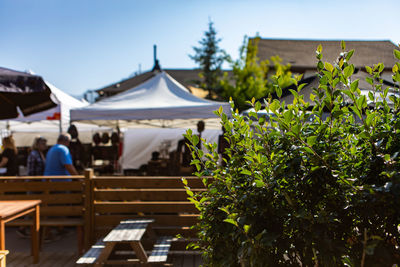 Close-up of plant with people in background