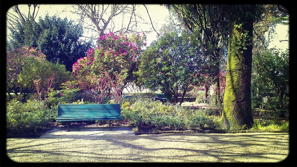 tree, transfer print, growth, park - man made space, auto post production filter, flower, nature, plant, green color, beauty in nature, tranquility, park, sunlight, day, bench, garden, branch, outdoors, footpath, tranquil scene