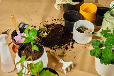 High angle view of potted plants on table
