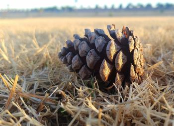 Stack of hay on field