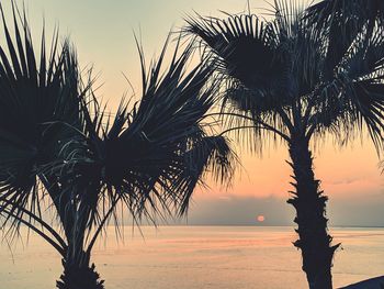 Palm trees at beach during sunset