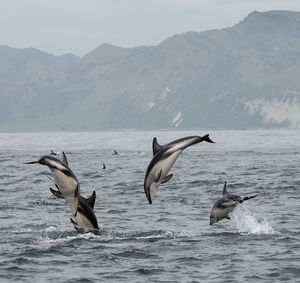 Birds flying over sea