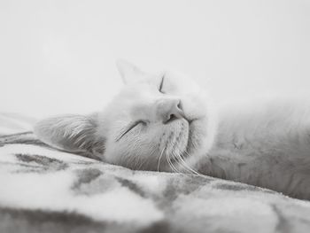 Close-up of cat sleeping on pet bed