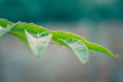 Close-up of green leaves