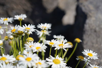 Close-up of white daisy flowers