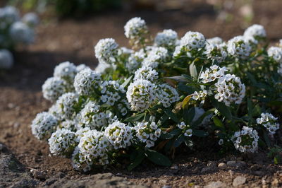 Close-up of white flowering plant