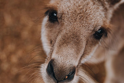Close-up portrait of a horse