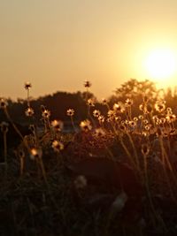 Close-up of plants against sunset sky