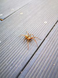 High angle view of spider on wood