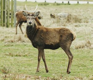 Sheep grazing on grassy field