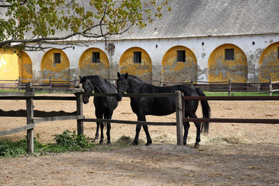 View of horse cart