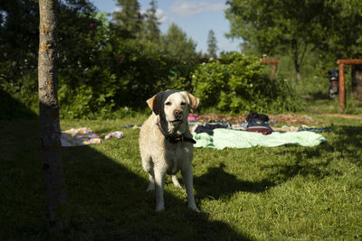 White labrador in summer. pet on walk. animal on hot day.