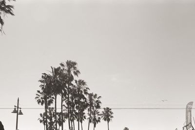 Low angle view of palm trees against clear sky