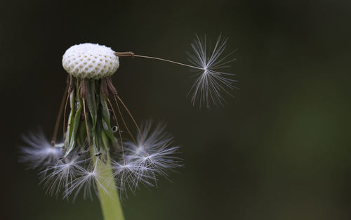 Close-up of dandelion against black background