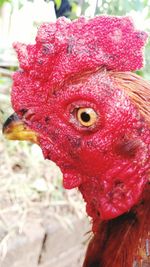 Close-up of rooster