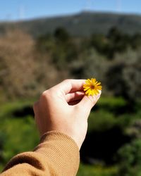 Close-up of hand holding yellow flower